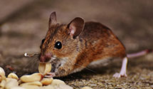 24 Hour & Emergency Exterminators in Forestdale, RI